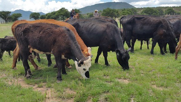 Buscan despoblar hatos de ganado con tuberculosis en Chihuahua