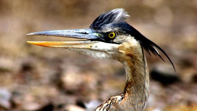 Aves migratorias hallan refugio en Meoqui y Rosales
