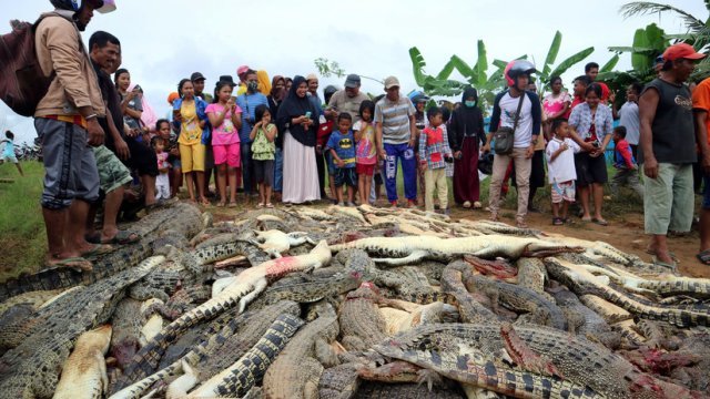 Matan a cerca de 300 cocodrilos en venganza por la muerte de un vecino en Indonesia