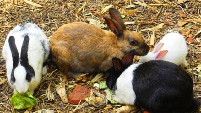 Buscan fortalecer la producción de conejo en Chihuahua