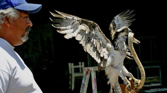 Encuentran águila pescadora en el Vado de Meoqui