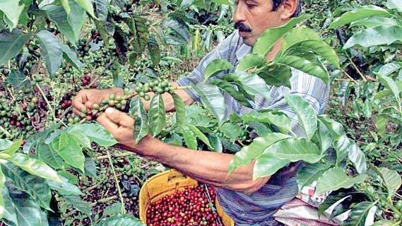 Podría perderse la mitad de la cosecha del café en Veracruz