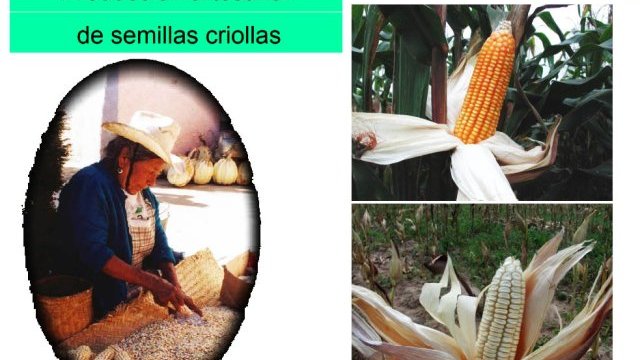 Maíz criollo gana la batalla frente al maíz transgénico en Oaxaca