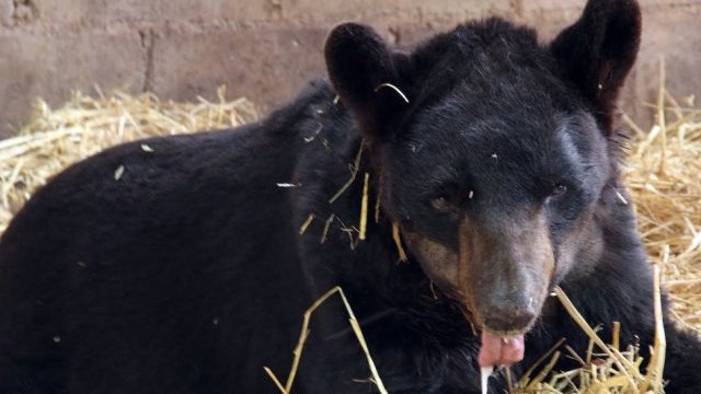 Imponen multa de 700 mil pesos a circo por haber mutilado a oso negro