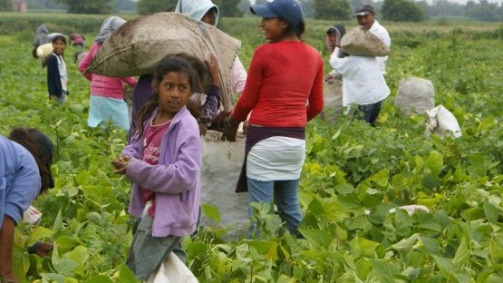 Sí hay explotación laboral de niños en Chihuahua: CEDH