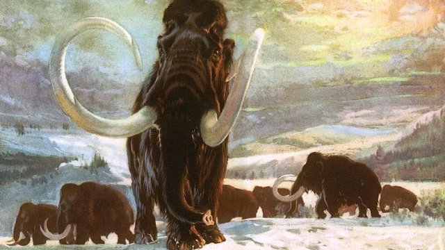 Insertan genes de mamut en elefante para 