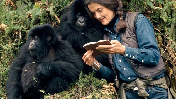 Doodle para Dian Fossey, asesinada en la niebla