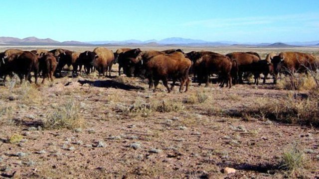En peligro, la única manada de bisontes salvajes de México