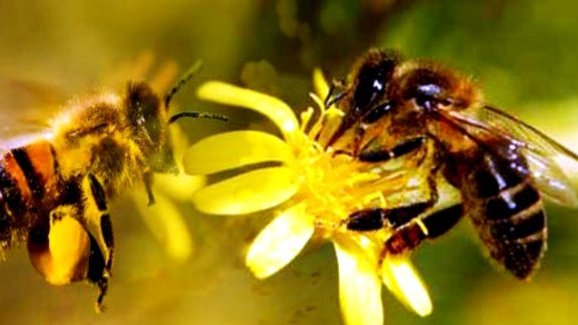 La disminución de abejas amenaza a los cultivos de todo el mundo