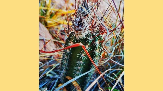 Identifican especie de cactus en peligro de extinción, en el Cerro Coronel