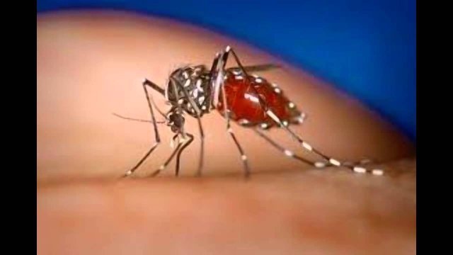 Hay 179 casos de chikungunya en Colima