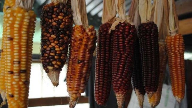 El maíz mexicano que por sus propiedades podría revolucionar la agricultura a nivel mundial