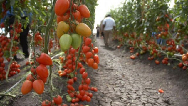 México y EU pactan precios para los tomates