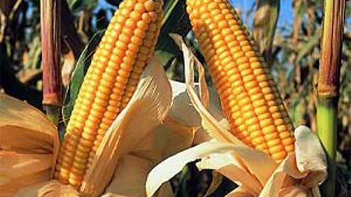 Emiten dictamen para determinar origen genético del maíz