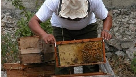 Reciben apicultores 800 toneladas de azúcar como alimento para abejas