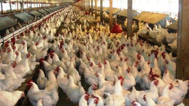 Ya van 480 mil aves sacrificadas por influenza en Guanajuato