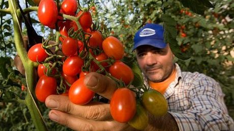 Estudian la viabilidad de nuevas variedades de tomate