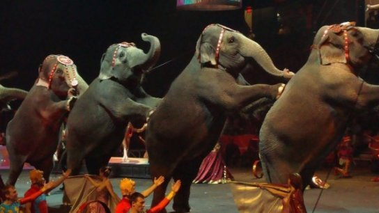 …pero sí puso en vigor la reforma para proteger a animales de circo