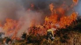 Se han combatido mil 354 incendios en Chihuahua