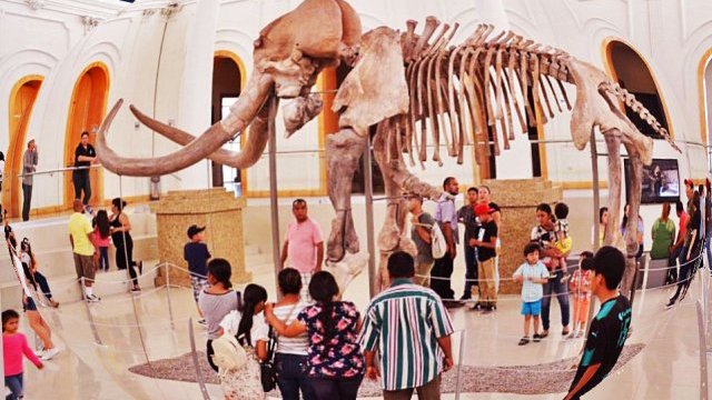 Más de 22 mil juarenses han conocido al gigante de la prehistoria
