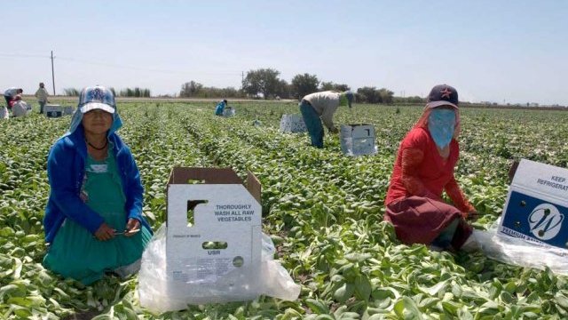 Elaboran en Chihuahua plan para atender a jornaleros agrícolas