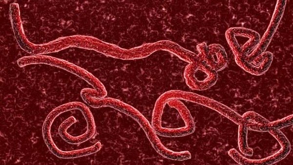 Qué es el ébola, cómo se contagia y cuáles son sus síntomas