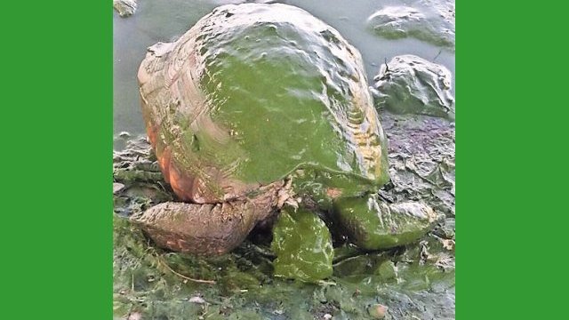 Polémica por tortuga muerta en el parque central de Juárez