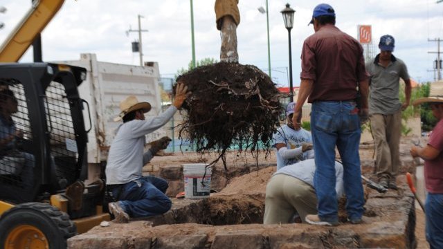 SPM comienza a reubicar árboles de la Vallarta y Universidad