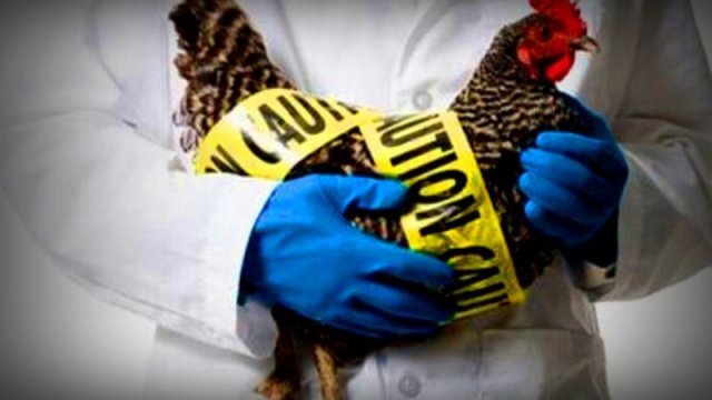 Cierra fronteras Chihuahua por gripe aviar
