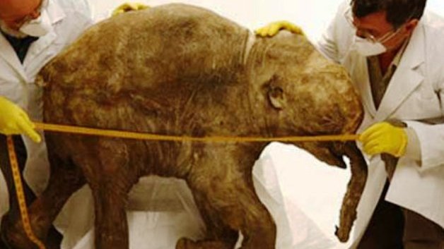Alistan clonación de un mamut en Surcorea