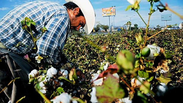Pierden cosechas por falta de agua en Valle de Juárez