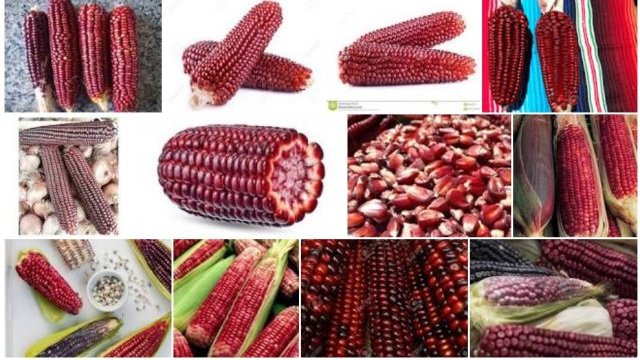 Para los totonacas, el maíz rojo es el jefe de todos los maíces del mundo