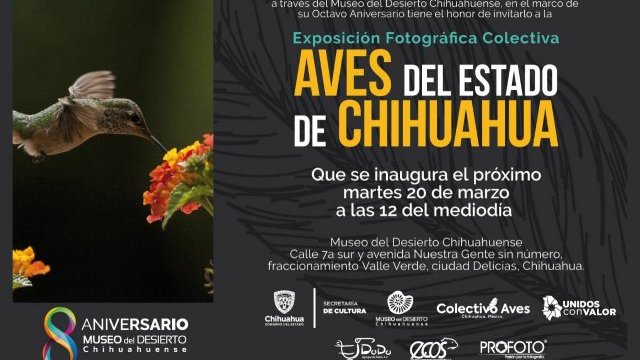 Exposición “Aves del estado de Chihuahua” se extiende hasta abril