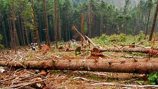 Destruye el Estado árboles y propiedades de indígenas