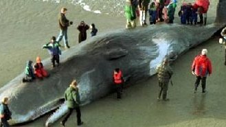 Aparece en Holanda una ballena muerta al haber ingerido plástico de invernadero