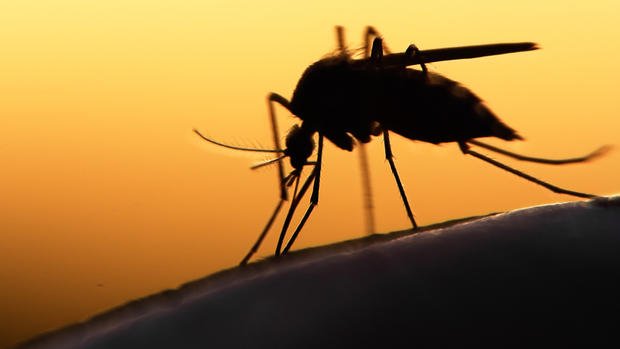 Primer caso de zika adquirido por vía sexual, en Texas