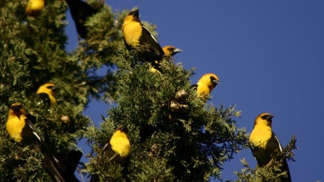 Invitan a monitorear aves en reproducción