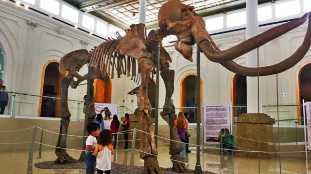 Causa furor entre el público, la exhibición de un mamut en Museo de la Revolución de Juárez