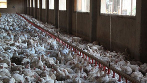 Vigilan 3 granjas en Jalisco por sospecha de fiebre aviar