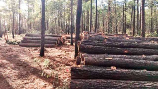 Rarámuris denuncian tala de árboles ilegal durante emergencia por Covid-19