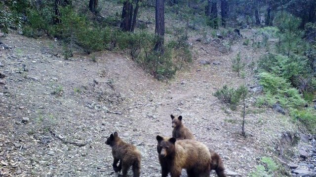 Registran a hembra de oso negro con oseznos en Sierra de Chihuahua