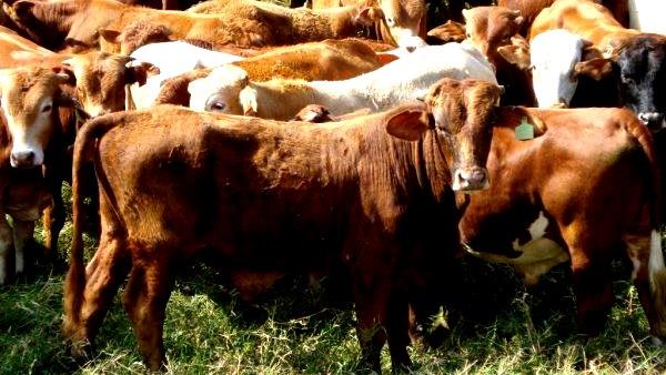 Arsénico de pozos agrícolas se pasa al ganado y a los humanos