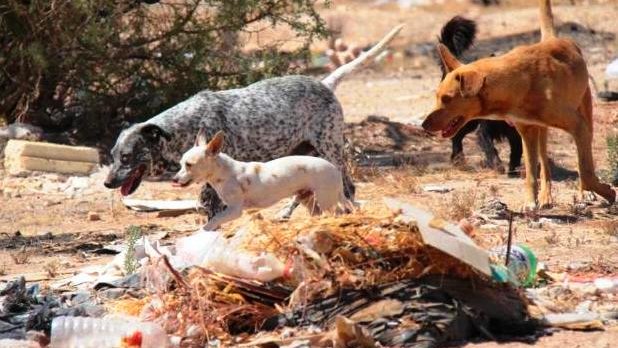 Alarmante incidencia de picadura de garrapatas en Chihuahua