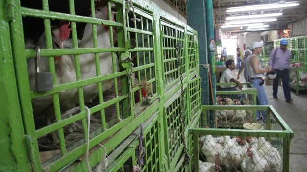 Afecta ya gripe aviar a 1 millón 700 mil aves en México