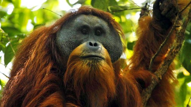Identifican una nueva especie de orangután en Sumatra