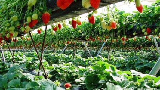 Peligra producción de fresas por el cambio climático 