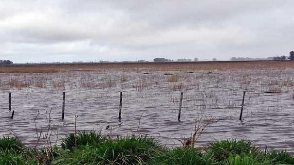 Concluyen conteo de afectaciones al campo por lluvias: 15 mil hectáreas