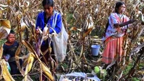 Se recrudece la pobreza laboral y alimentaria en Guerrero