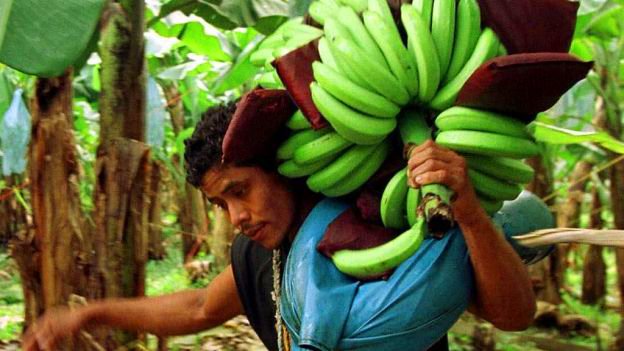 El plátano de Tabasco quiere entrar en la Unión Europea sin aranceles