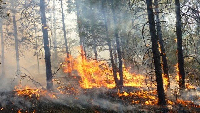 Disminuyen incendios forestales, pero persisten afectaciones